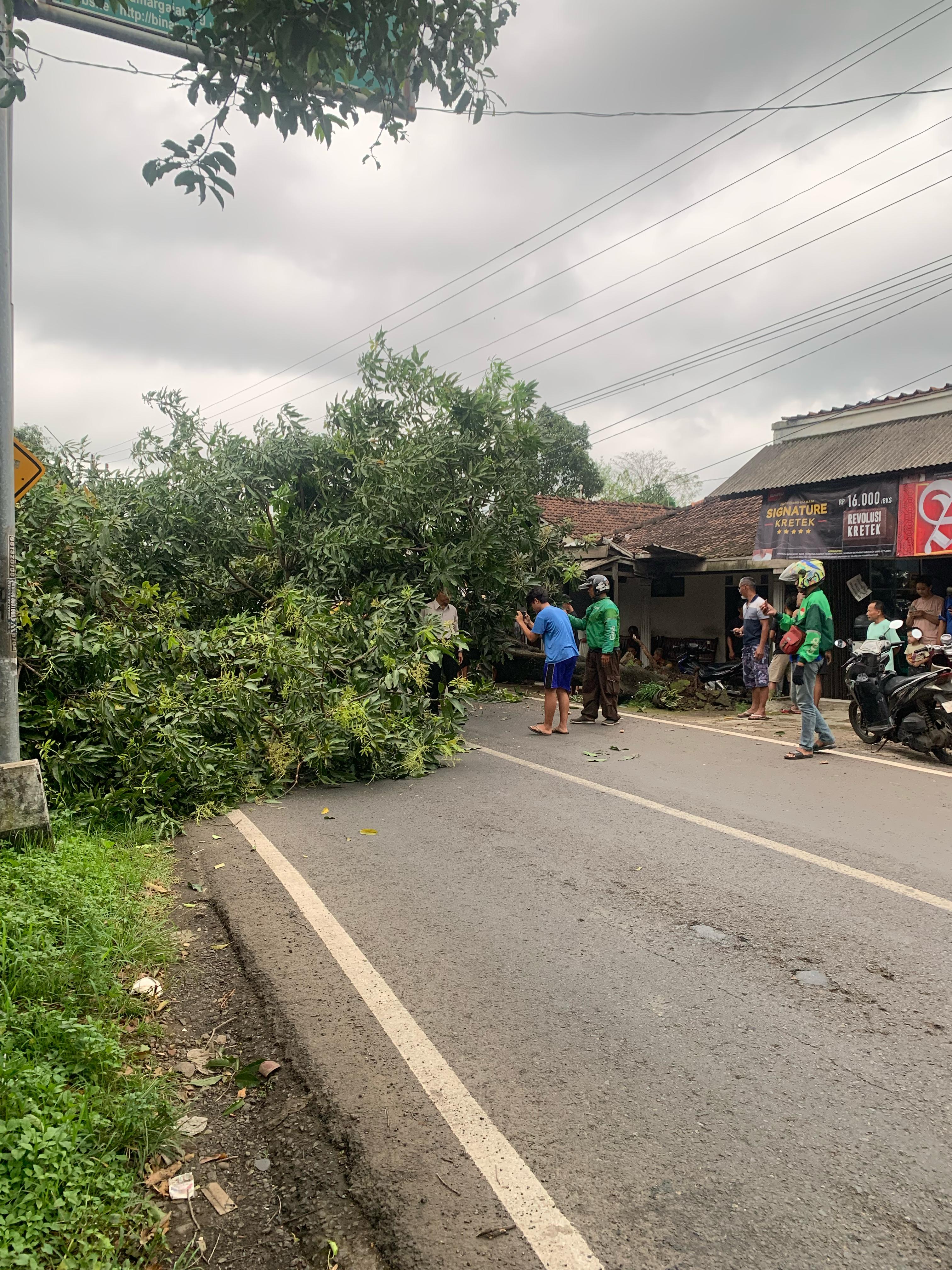 Pohon tumbang di Mulyoharjo